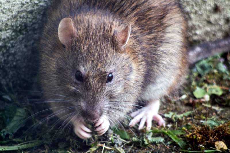 Hubení potkanů a krys