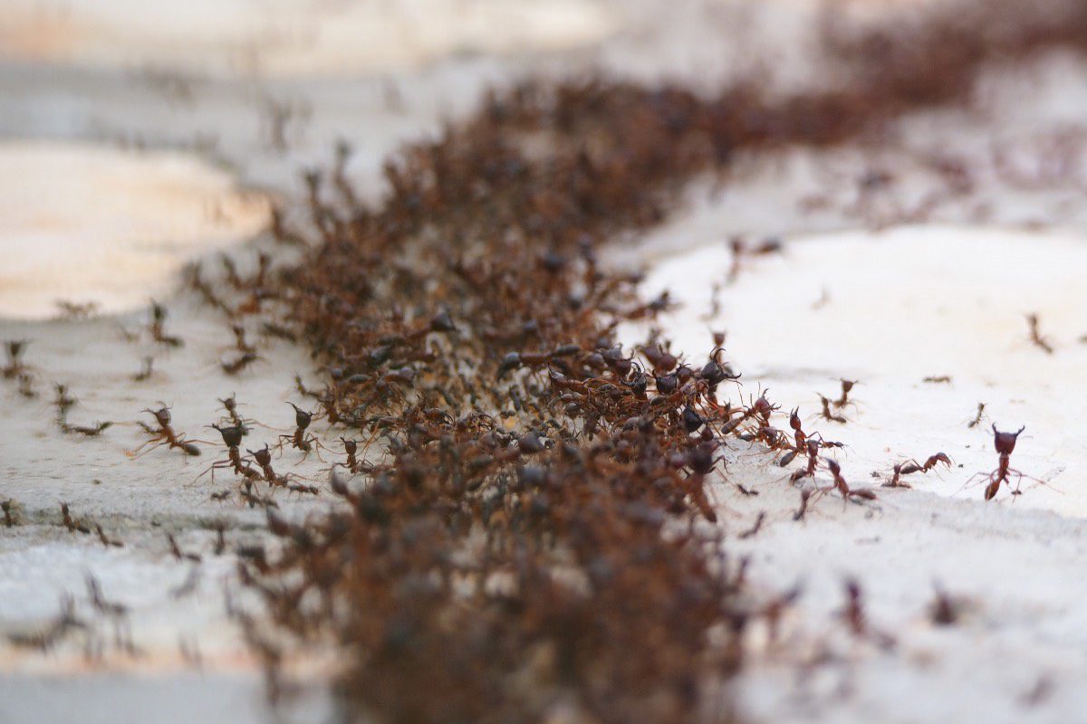 Likvidace mravenců dřevokazů
